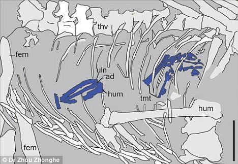 Phần màu xanh là những gì còn lại của những con chim - thức ăn của một con Microraptor gui đã hóa thạch